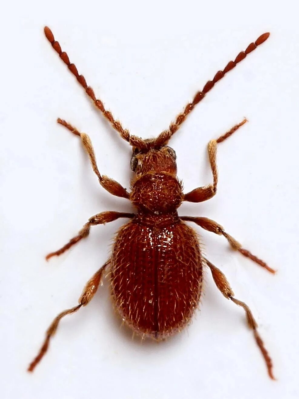 Жук притворяшка gibbium psylloides. Жук притворяшка. Жук притворяшка. Жук притворяшка. Шелковистый притворяшка жук.