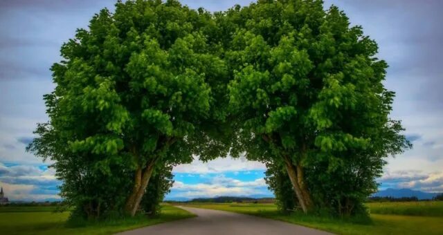 2 trees. 2 trees