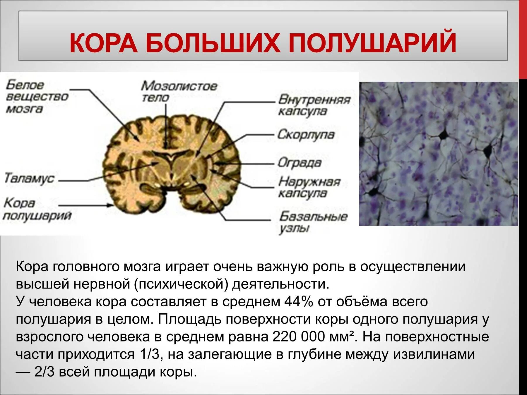 Функции коры переднего мозга