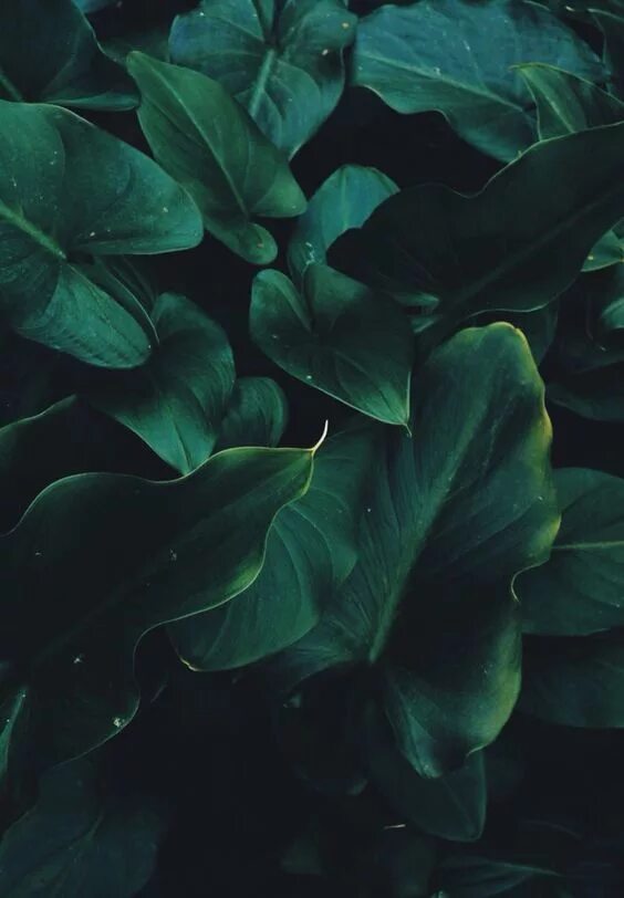 The world's best quality 4k, 8k, wallpapers at PixeWall.com , sage green laptop 