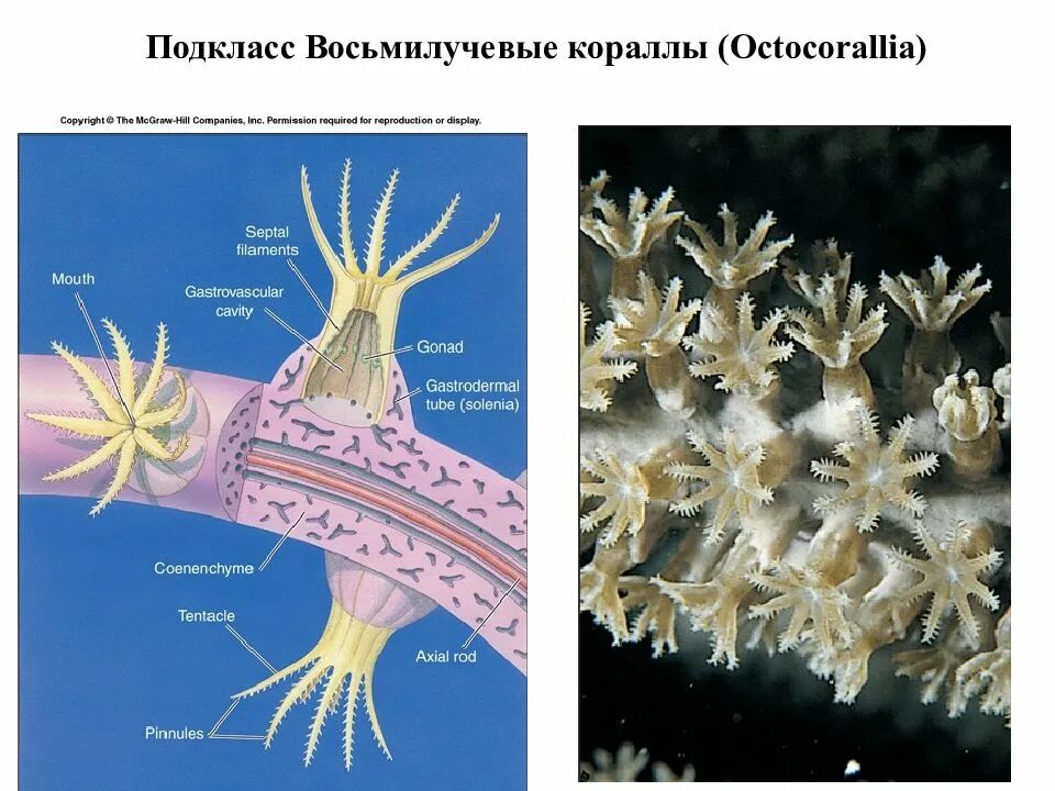 Расскажите как образуется колония коралловых полипов