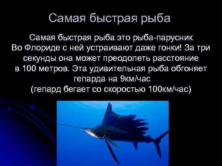 В мире существует несколько десятков рыб огэ. Рыба парусник. рыба парусник интересные факты. рыба парусник доклад. сообщение о рыбе паруснике.