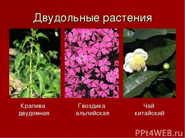 двудольные растения текст. двудольные растения названия. класс однодольные и двудольные растения. двудольные растения текст. строение семени двудольных и однодольных растений 6 таблица.