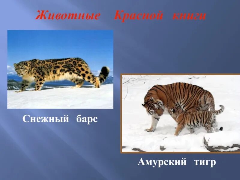 Снежный барс новосибирский зоопарк. Снежный барс красная книга. Снежный барс и амурский тигр. Амурский тигр и снежный барс. Снежный барс и тигрица.