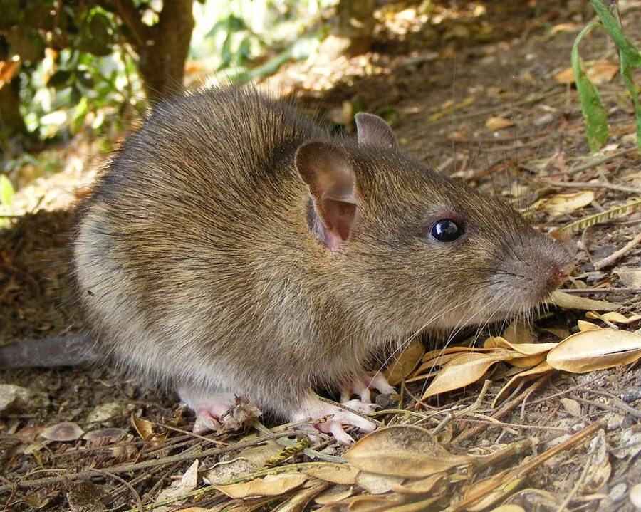 Серая большая крыса пасюк. Большая серая крыса. Туркестанская крыса. Кинабулийская крыса. Лусонская кустарниковая крыса.