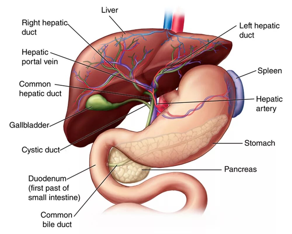 Печень поджелудочная железа селезенка. Анатомия человека печень, селезенка. Органы брюшной полости желчный пузырь. Печень селезенка поджелудочная анатомия. Увеличена печень и поджелудочная