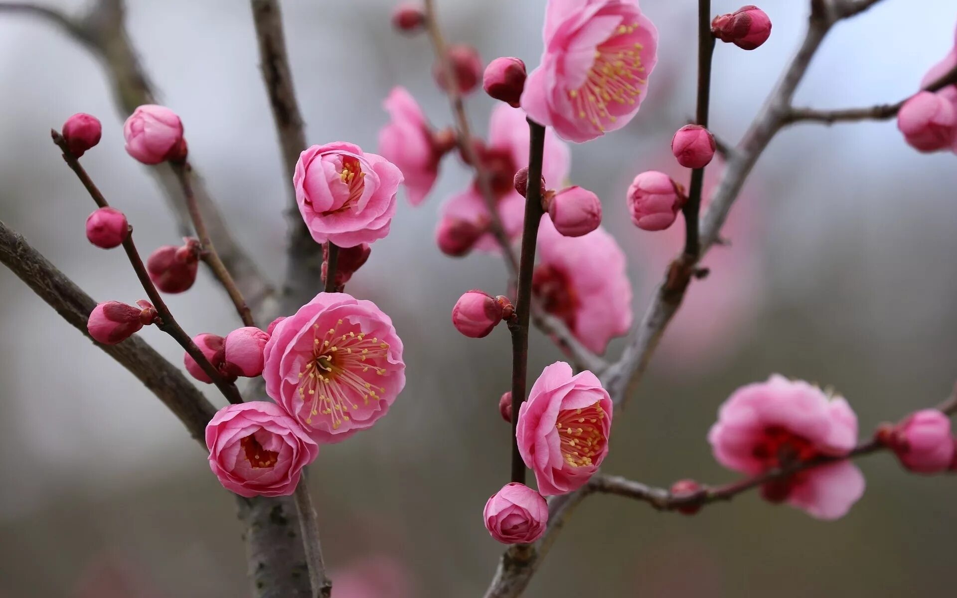 Plum blossom. Японская слива цветение. Сливовая Сакура. Цветение Сакуры бутоны. Цветущая слива Векта.