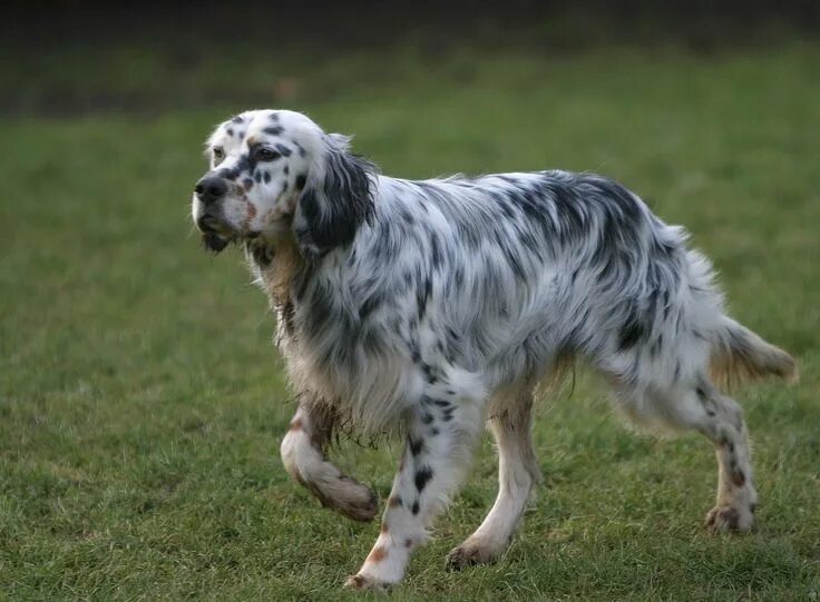 Beautiful tri-color English Setter English setter, English setter dogs, English 