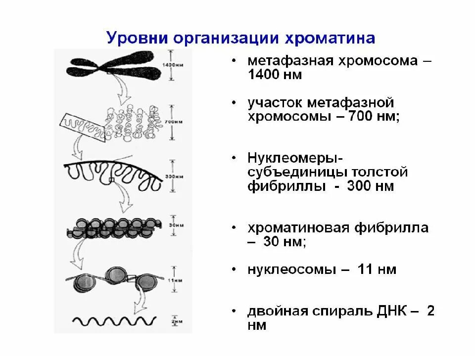 Эукариотическая клетка молекула днк. Уровни структурной организации хроматина хромосом. Уровни структурной организации хроматина. Уровни упаковки ДНК В хроматине. Уровни упаковки хроматина, нуклеосомы.