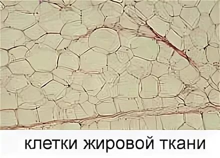 Подкожная жировая клетчатка это ткань