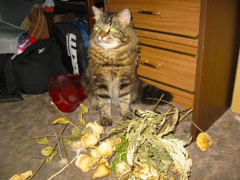 Кот разбил. Кот разбил посуду. Кот разбил цветок. Кот разбил горшок с цветком. Разбитый кот