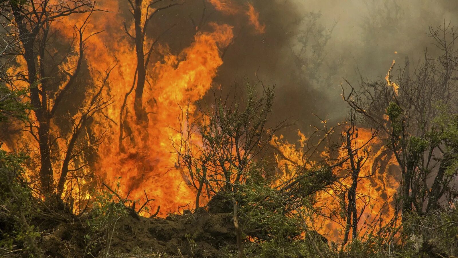 Природные пожары. Стихийные бедствия пожар. Пожар опасные явления. Природные Чрезвычайные ситуации природные пожары.