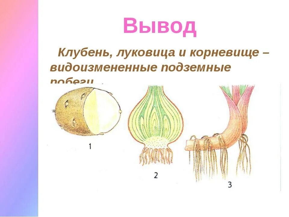 Чем отличается луковица от корневища. Подземные видоизменения побегов клубень. что такое корневище клубень и луковица биология. видоизменения подземных побегов 6 класс биология. видоизмененные побеги 6 кл. клубень.