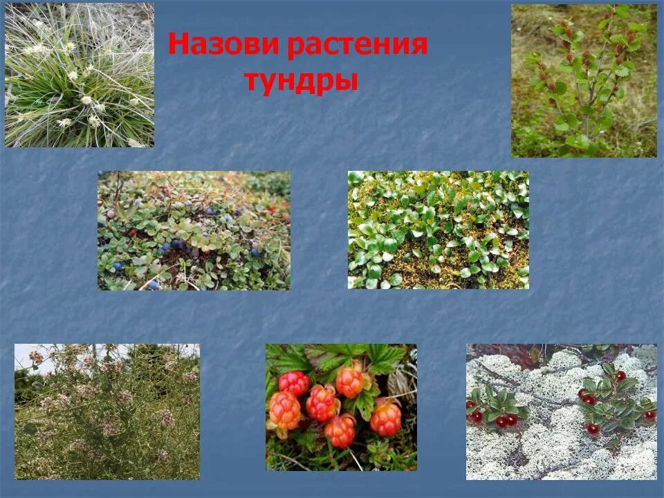Какие животные и растения в тундре. Тундра растения тундры. растения зоны тундры. растения тундры атлас. травянистые растения тундры.