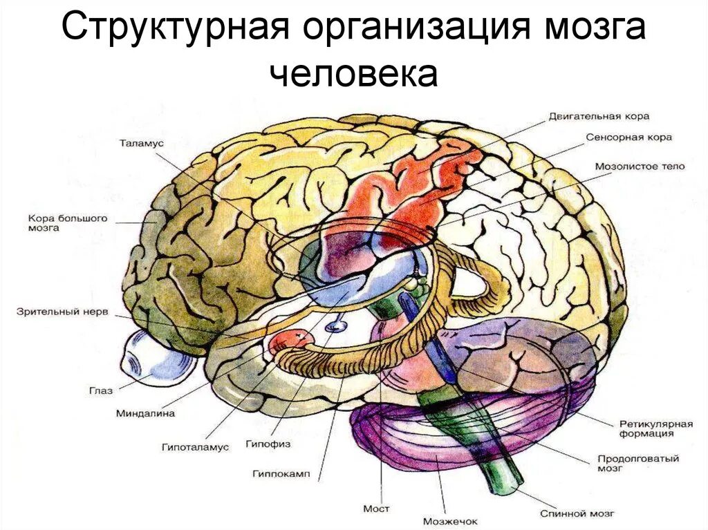 Структурно-функциональное строение мозга. Структурная организация головного мозга. Структурно функциональная организация мозга. Функциональные особенности мозга