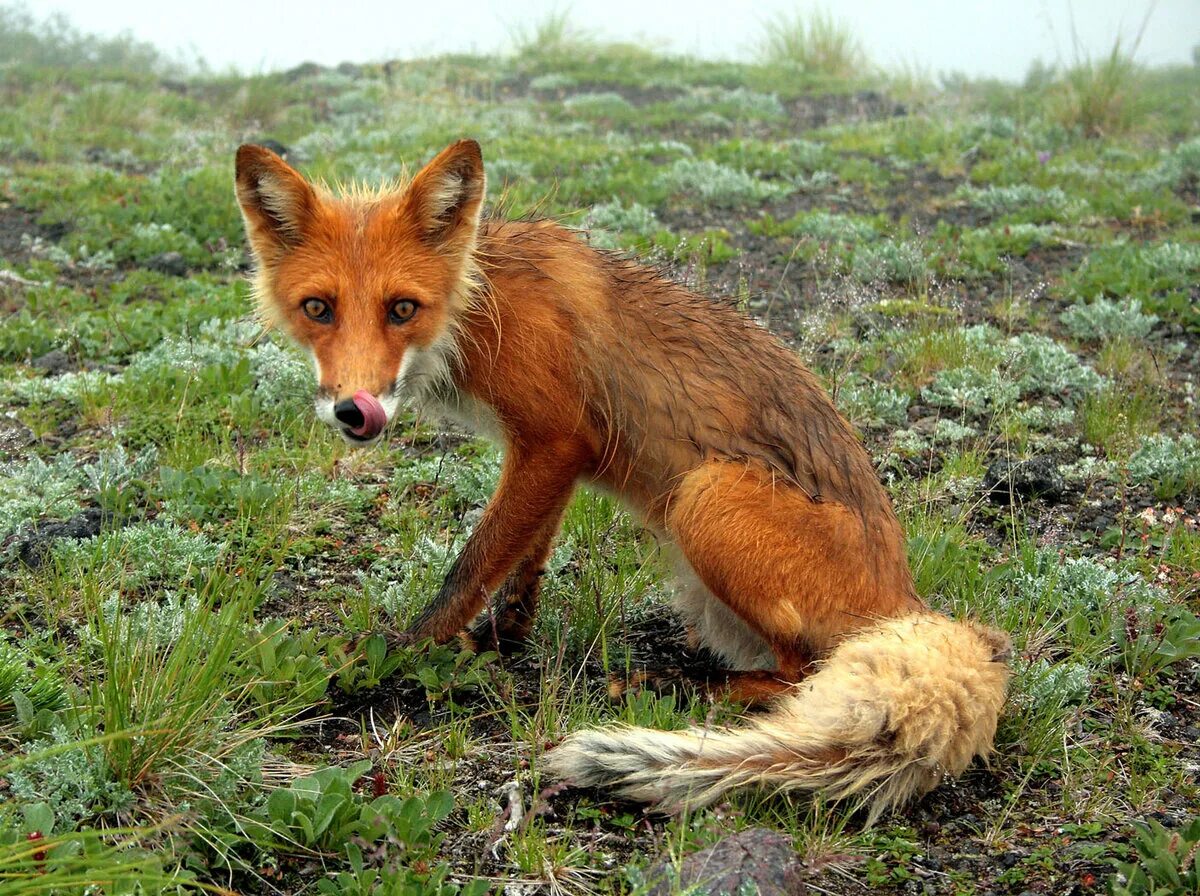 Лиса роблоксерша. Лиса jpg. Хитрая лиса. Лис рбх. Лиса животное.