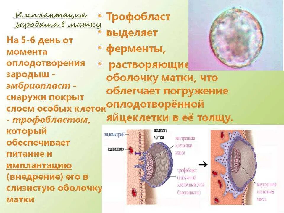 Внедрение яйцеклетки в матку. Имплантация и развитие зародыша происходит в матке. имплантация яйцеклетки. имплантация оплодотворенной яйцеклетки. симптомы имплантации эмбриона в матку.