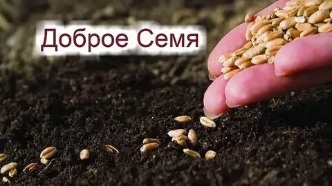 Посеять зерно раздора