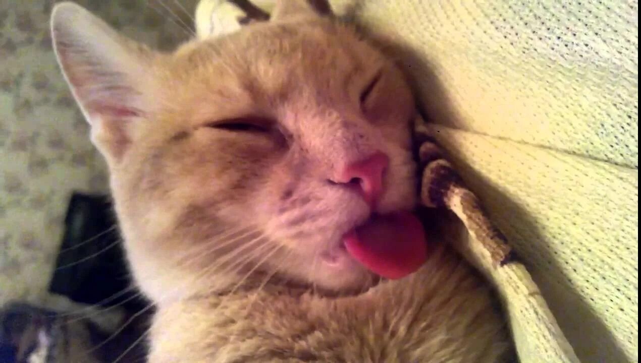Спящий кот с высунутым языком. Сон показать язык. Кот дразнит языком. Кот спит с высунутым языком. Сонный белый кот.