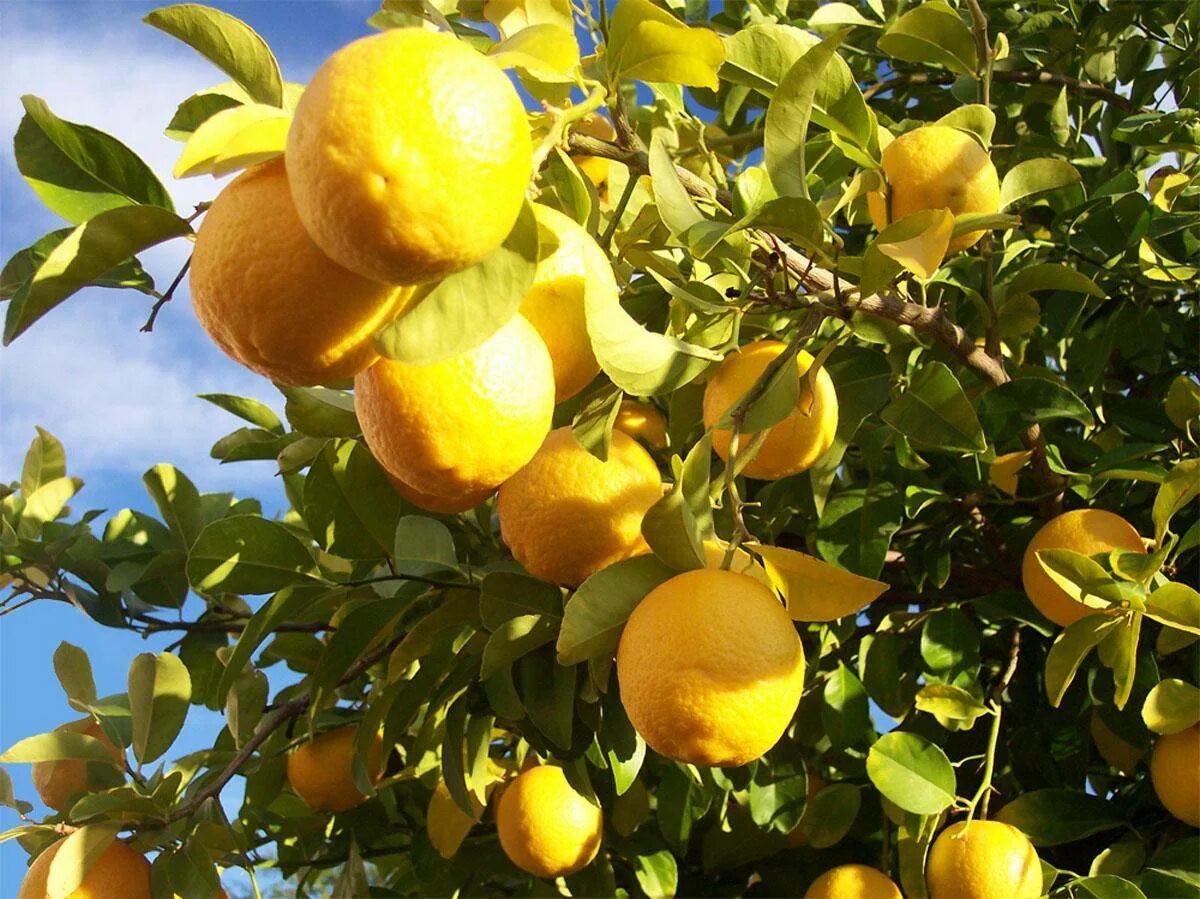 Лимон растет в россии. Lemon Tree (лимонное дерево). Лимонное дерево Limon Agaci. Лимон цитрус Родина. Лимонные плантации.