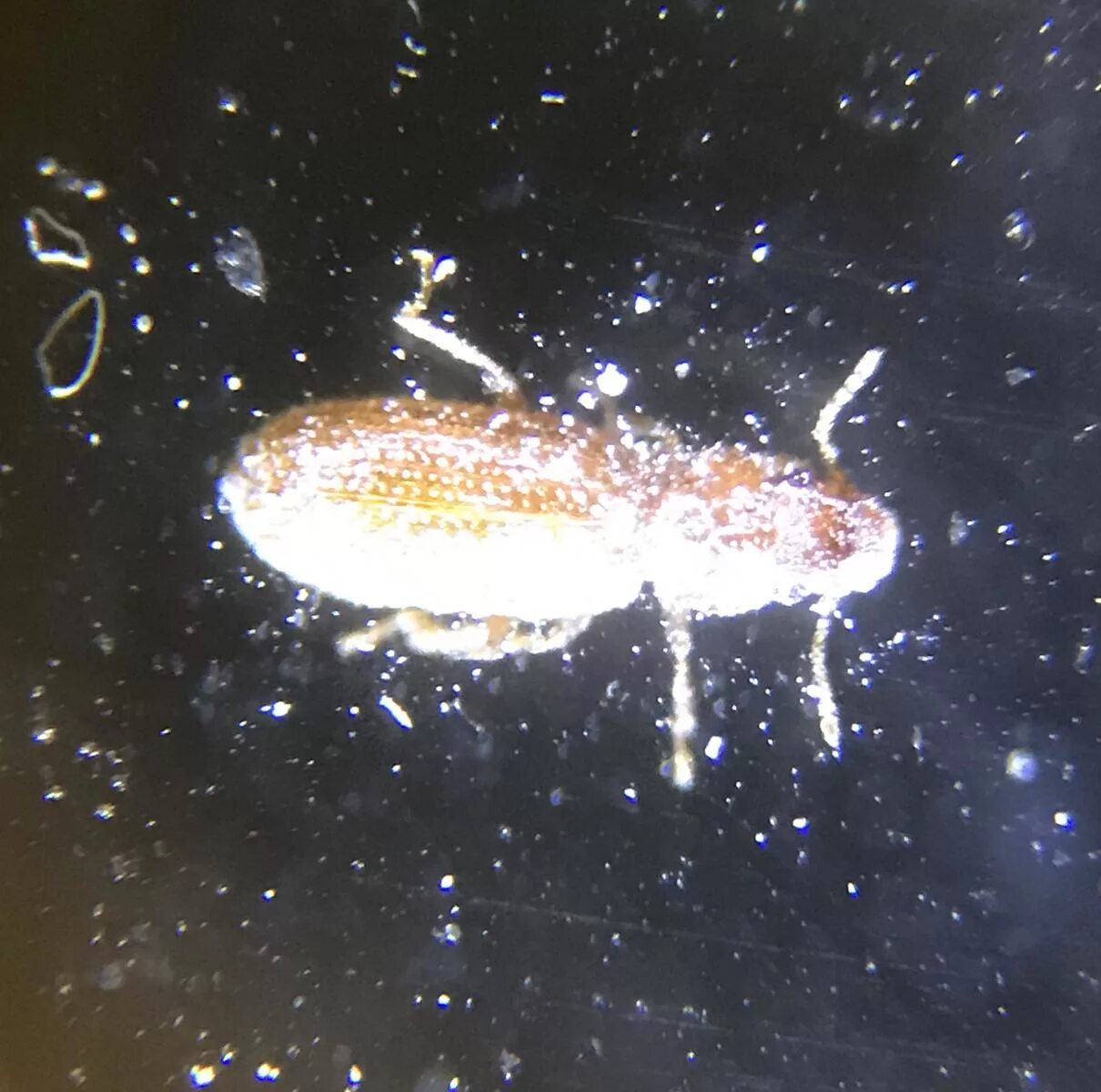 мелкое желтое насекомое. маленькие жучки в аквариуме. маленькие белые жучки в аквариуме. маленькие жучки в аквариуме. букашки в аквариуме.