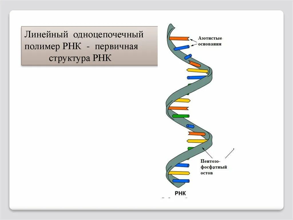 Структура молекулы РНК схема. Структура молекулы РНК. Структура цепи РНК. Схема структуры РНК. Рисунок молекулы рнк