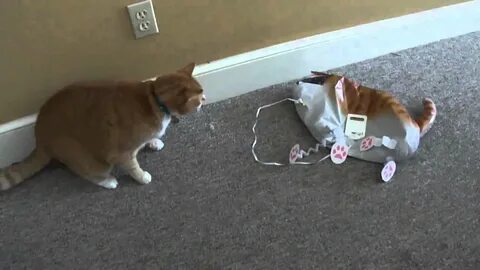 Кот на кошке видео