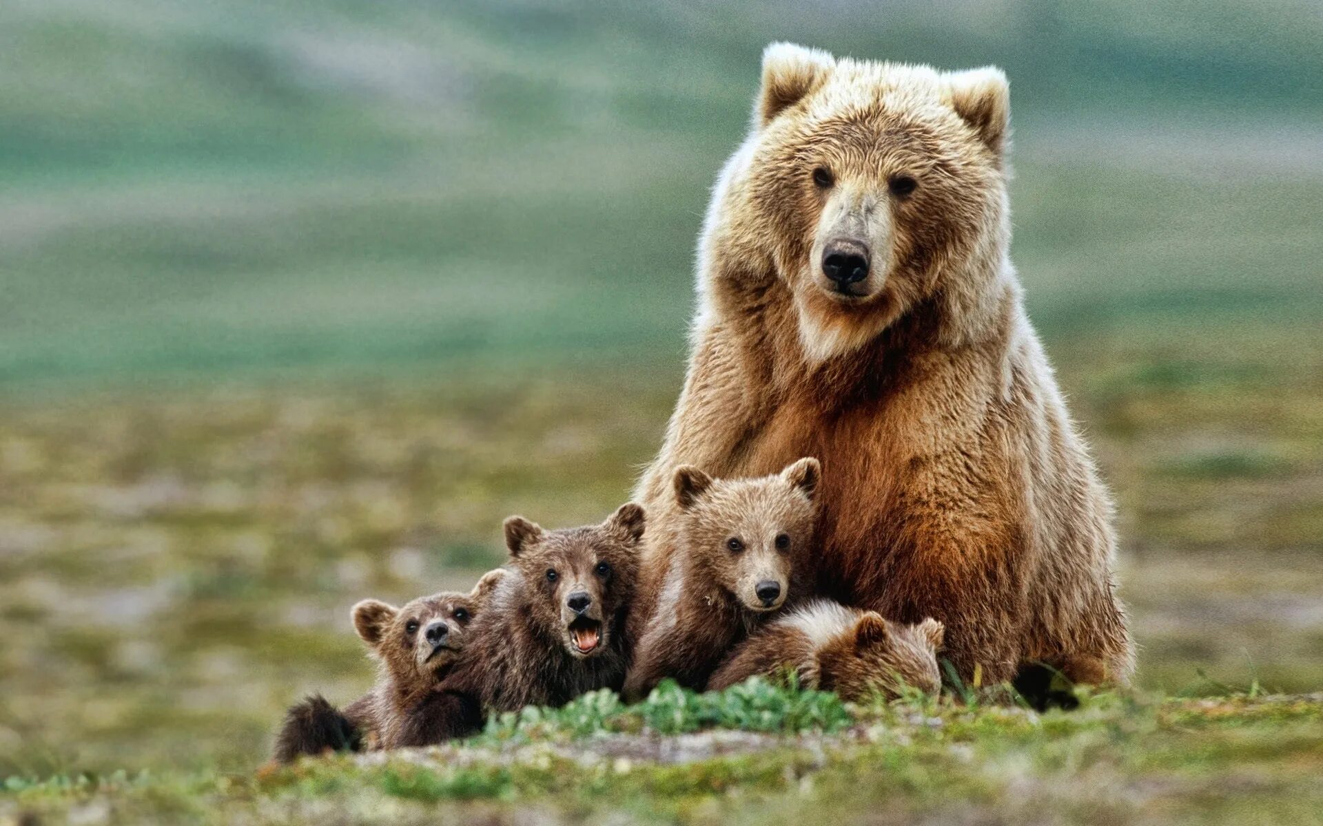 Летняя жизнь животных. Медведь Гризли Россия. Гризли североамериканский бурый медведь. Медведь Гризли с медвежатами. Бурый медведь с медвежатами.