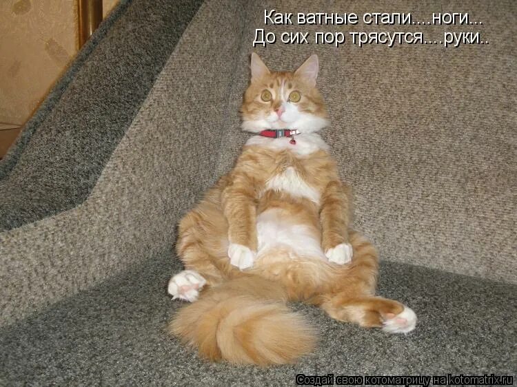 ноги как вата. дядя митя любовь и голуби. до сих пор трясет. до сих пор трясет. до сих пор трясет.