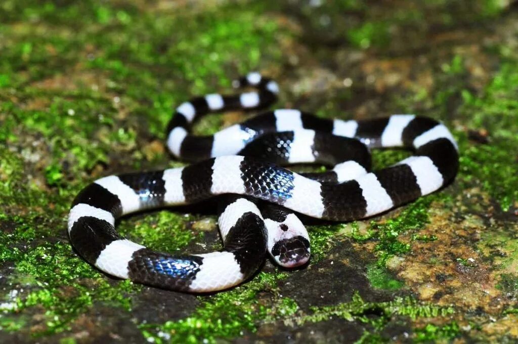 Змея 5 индийский. Малайский Крайт змея. Малайский Крайт (Bungarus candidus). Малайский синий Крайт змея. Ленточный Крайт змея.