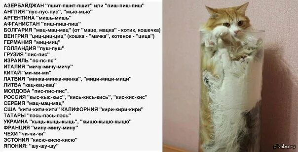 Как подзывают кошек в разных странах. Позвать кота на разных языках. Как подзывают кошек на разных языках. Как по немецки подзывают кошек. Кис на русском языке