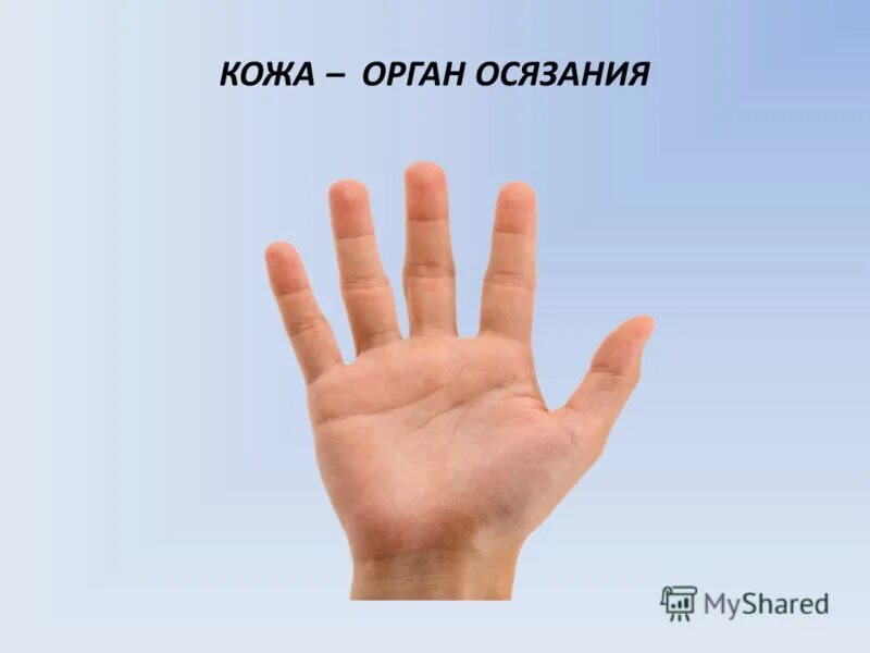 Осязать мир