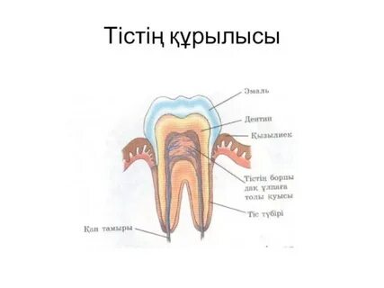 Порно: жапондық әйелмен нәзік секс