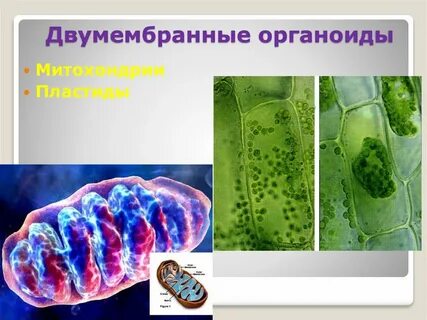 Органоиды днк