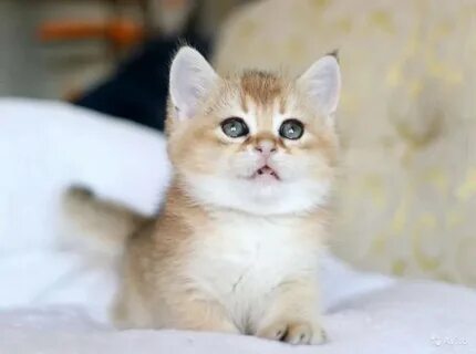 Шотландская кошка золотая шиншилла