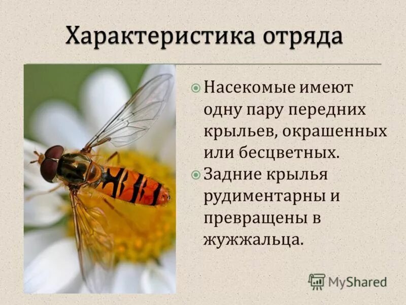 одна пара крыльев превратилась в жужжальца. малярийный комар долгоножка самец. гомеозисные мутации дрозофилы. двукрылые насекомые характеристика. одна пара крыльев превратилась в жужжальца.