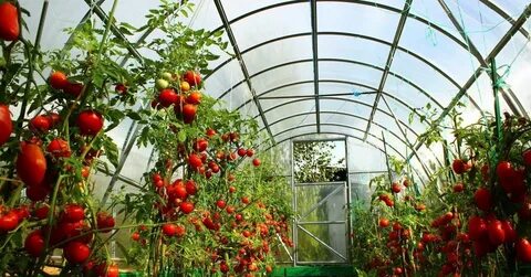 Урожай томатов в теплице