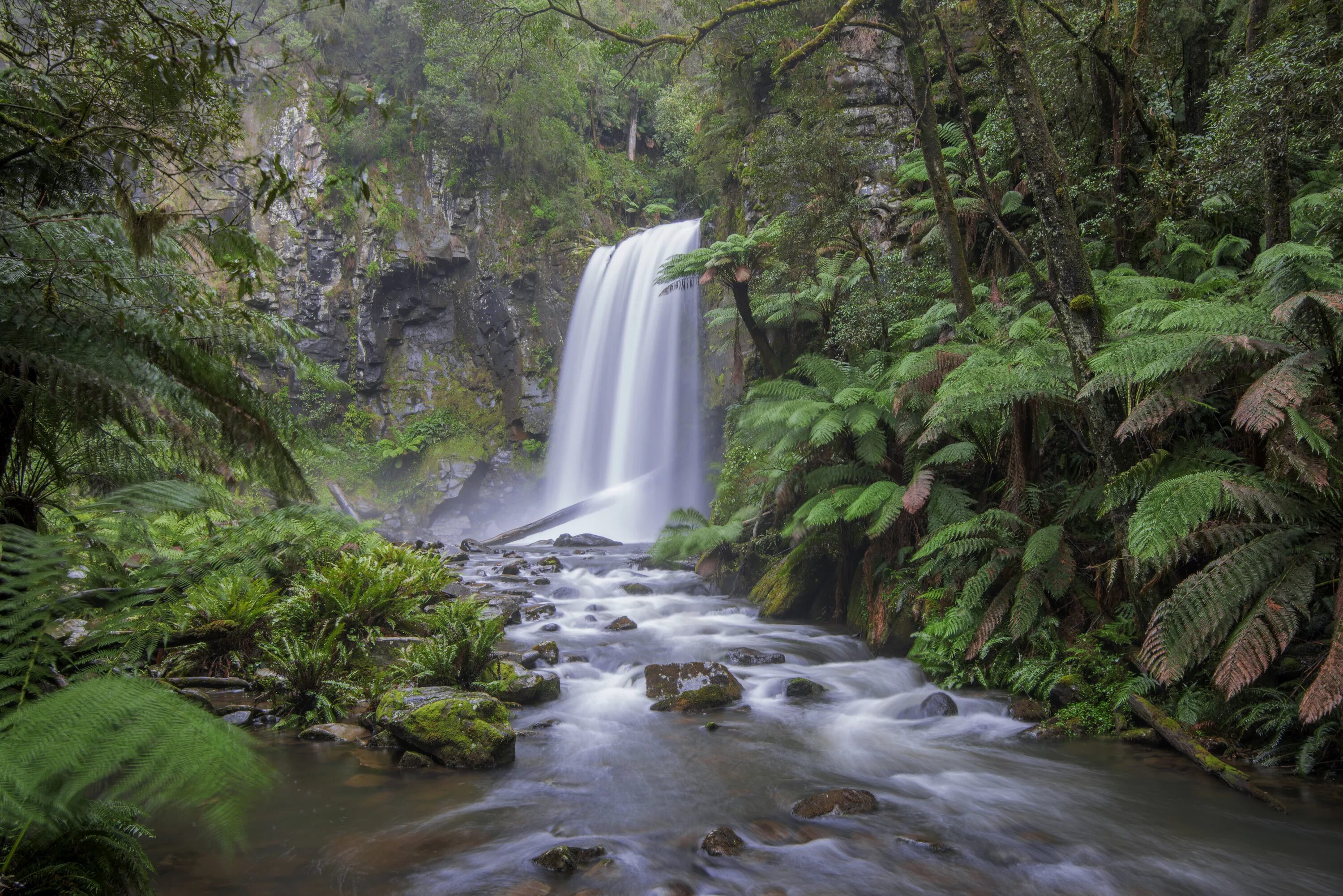 Jungle river