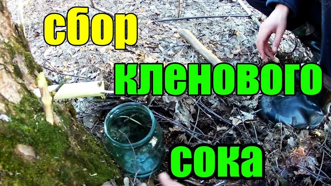Как сохранить кленовый сок. Кленовый сок. собрать кленовый сок. добыча кленового сока. кленовый сок когда собирать.