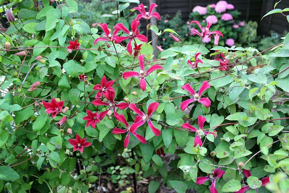 Clematis Gravetye Beauty Clematis texensis, Clematis, Bloom