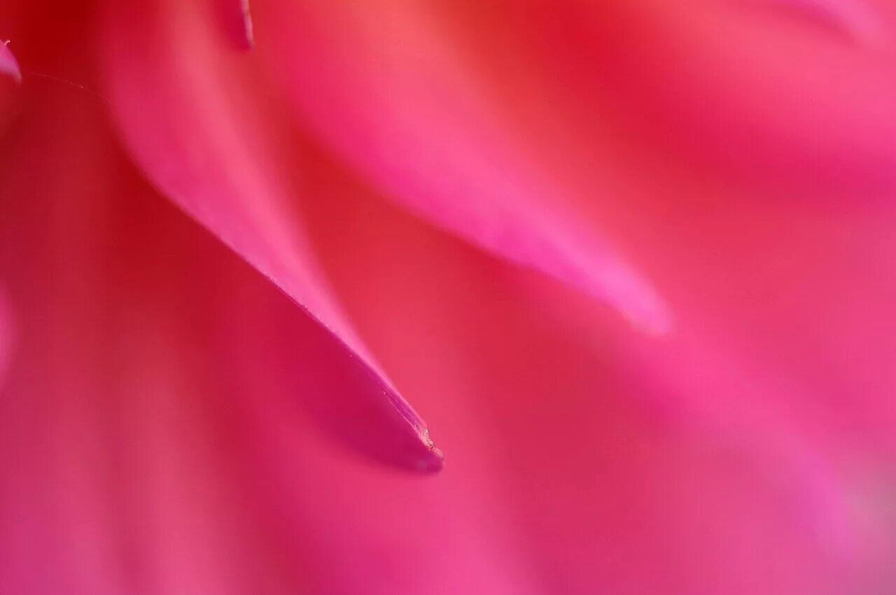 розовый фон на рабочий стол. ярко розовый цвет. красивый фон. 101 малиновая роза пурпур. фиолетовый фон абстракция.