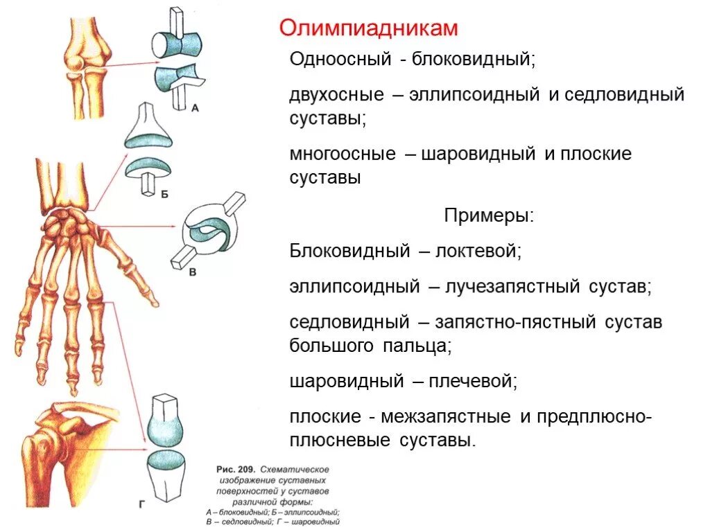Типы суставов примеры. Классификация суставов по числу суставных поверхностей. Цилиндрический и блоковидный сустав. Классификация суставов по форме их суставных поверхностей. Виды суставов по количеству суставных поверхностей.