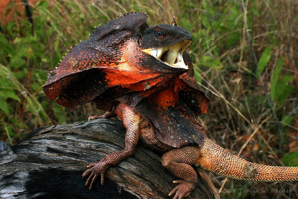 Зубы гаттерии. Плащеносная ящерица домашняя. Ящерица с мешком на шее. Ящерица с мешком на шее. Chlamydosaurus kingii).