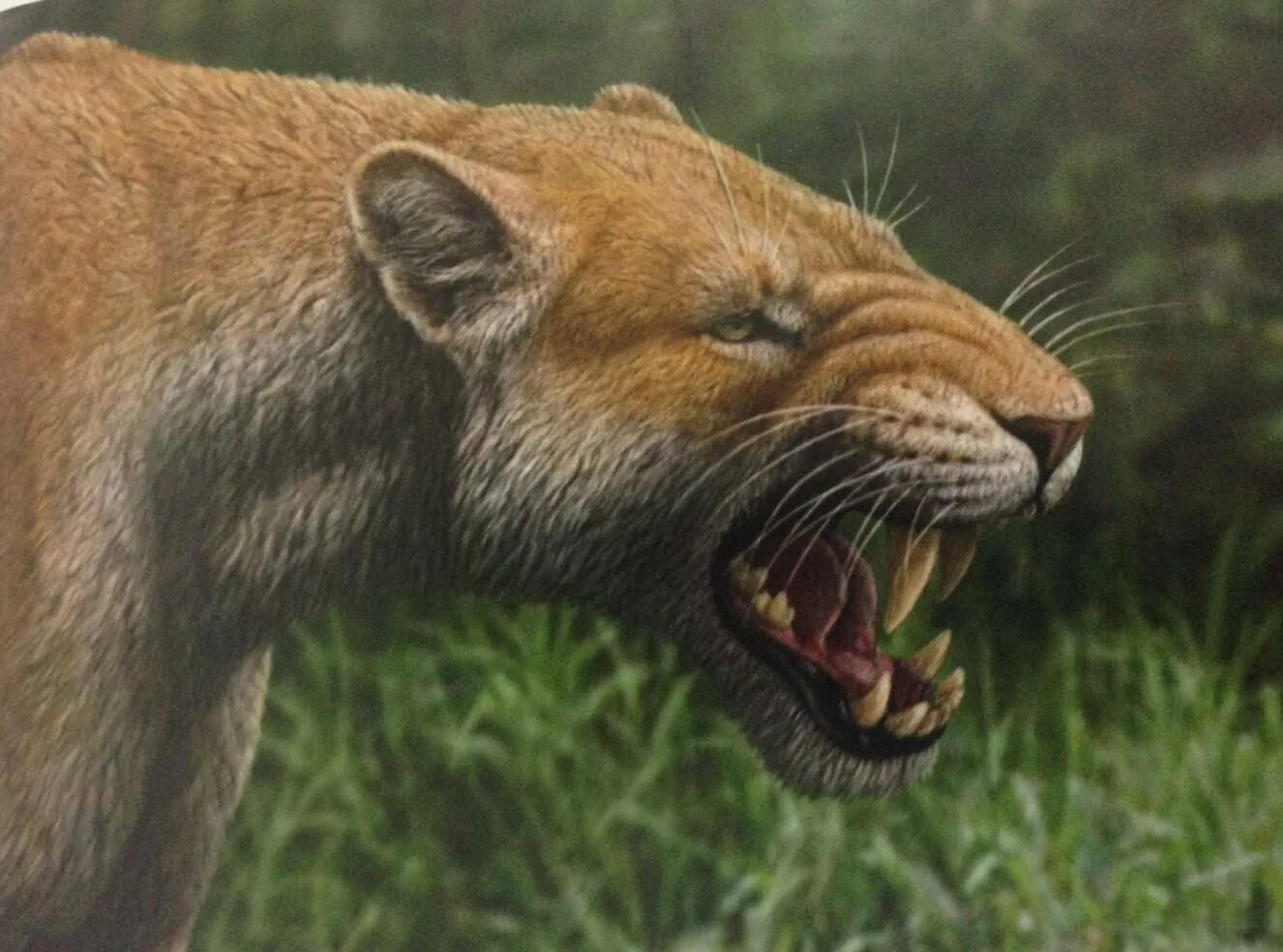 Саблезубый кот. Xenosmilus hodsonae. саблезубый леопард смилодон. cмилодон (саблезубый тигр). саблезубый лев смилодон.