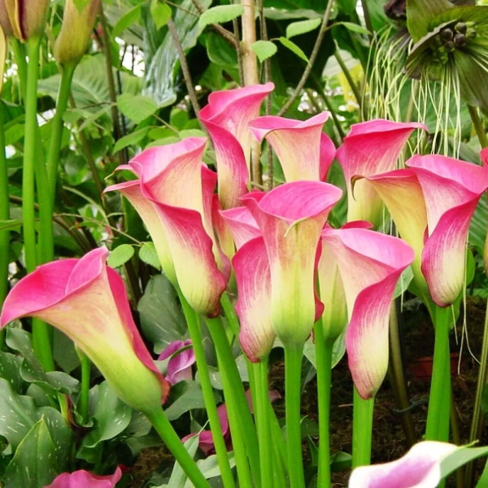 Калла гарнет глоу. Калла гарнет глоу 12/14 2 шт. зантедеския (zantedeschia / calla garnet glow) 14/+. каллы садовые клубневые.