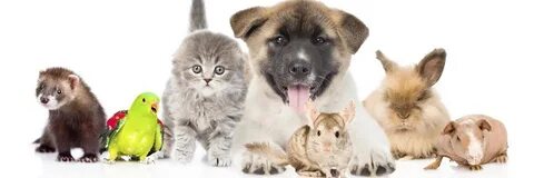 Собаки кошки хомячки