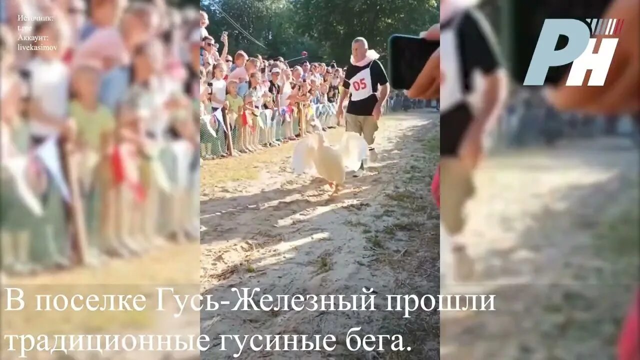 Гусиные бега. Гусиный бег. гусиные бега в гусе железном. гусиные бега в олонце.