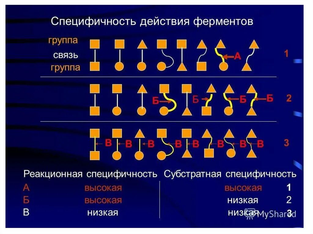 Специфичность примеры. Специфичность действия ферментов. Виды специфичности действия ферментов. Абсолютная специфичность ферментов. Специфичность ферментов таблица.