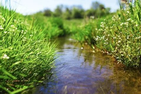 Луговая речка бежит по ровной