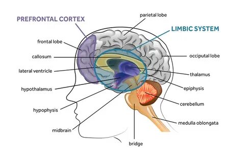 Cortex sound